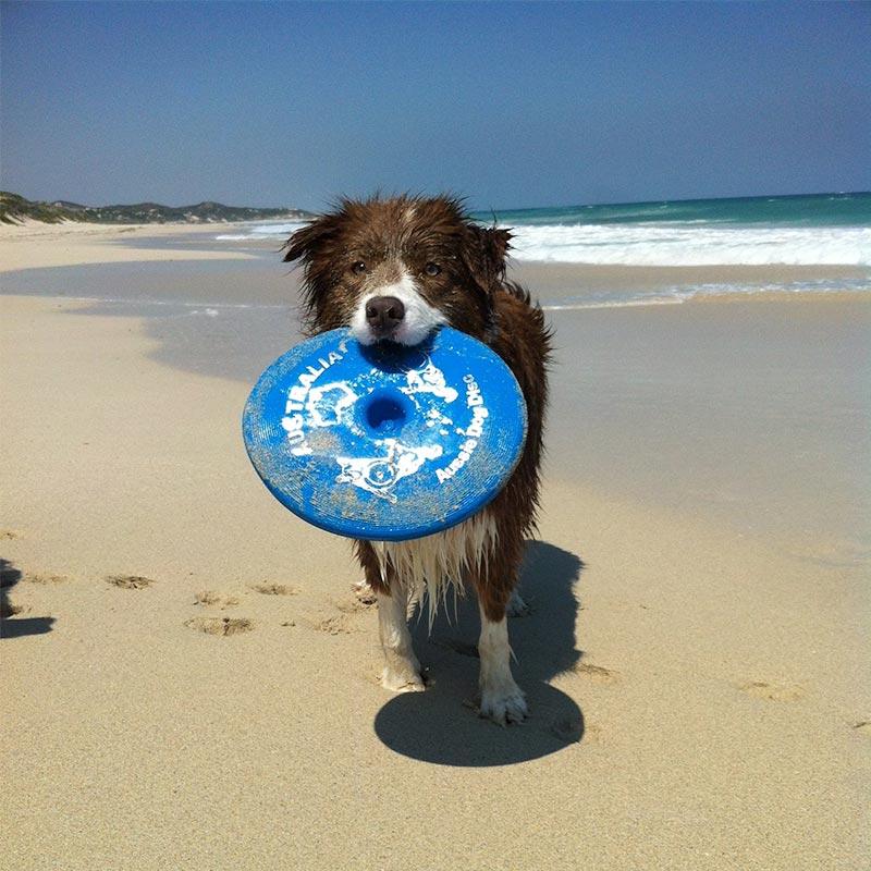 Aussie Dog Disc Blue - Image 2