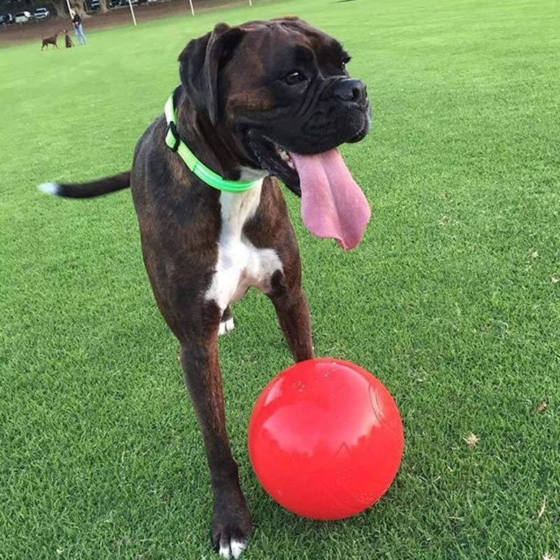 Aussie Dog Enduro Ball Large - Image 2
