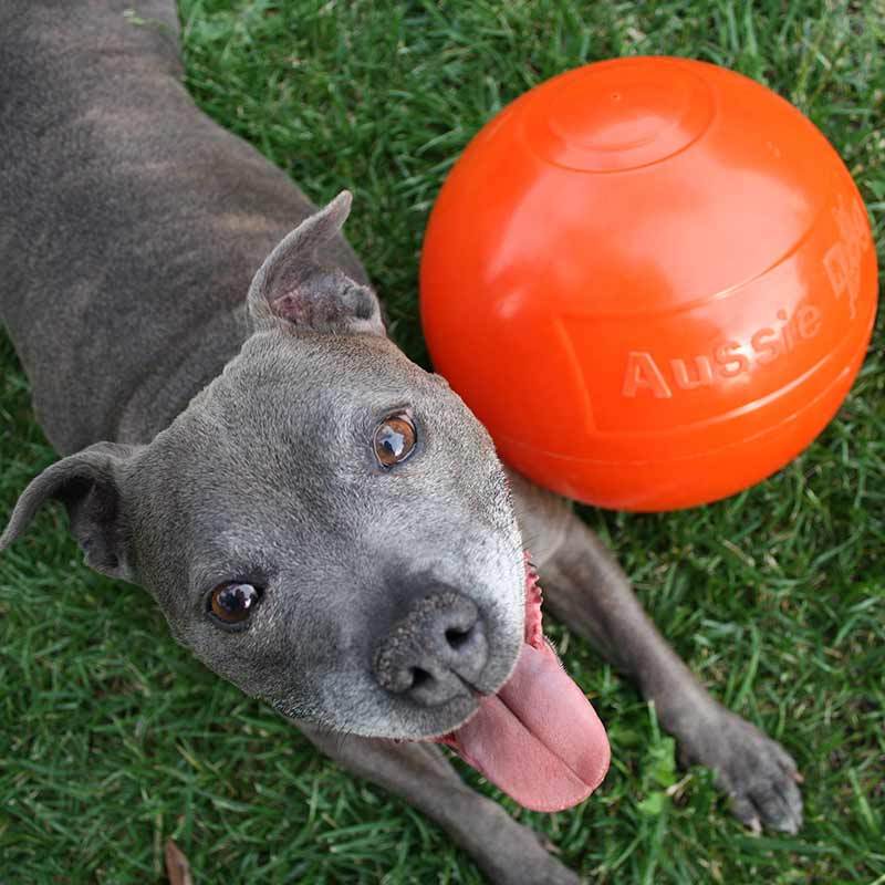 Aussie Dog Staffie Ball - Image 2