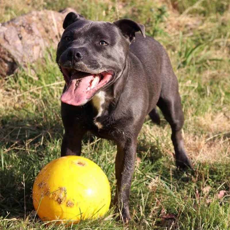 Aussie Dog Tucker Ball Large - Image 2