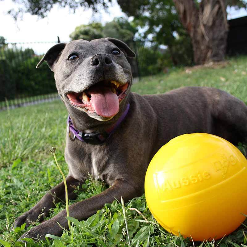 Aussie Dog Tucker Ball Medium - Image 2