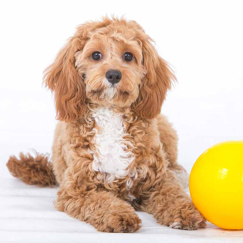Aussie Dog Tucker Ball Small - Image 2