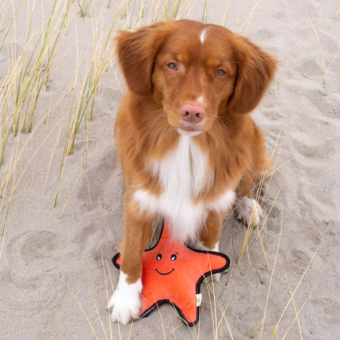 Beco Sindy The Starfish Eco Friendly Rough And Tough Plush Dog Toy - Image 3