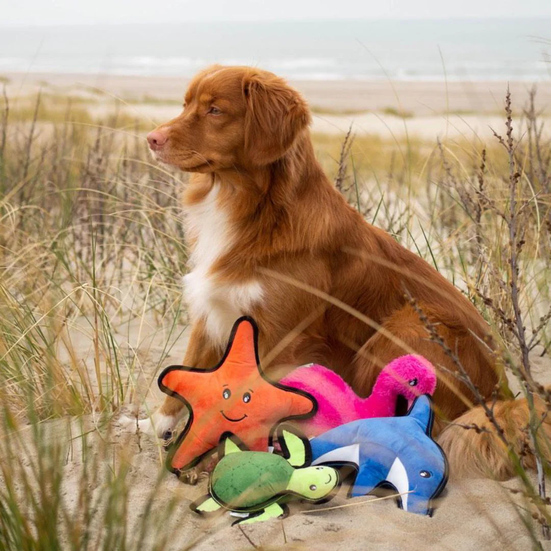Beco Sindy The Starfish Eco Friendly Rough And Tough Plush Dog Toy - Image 4