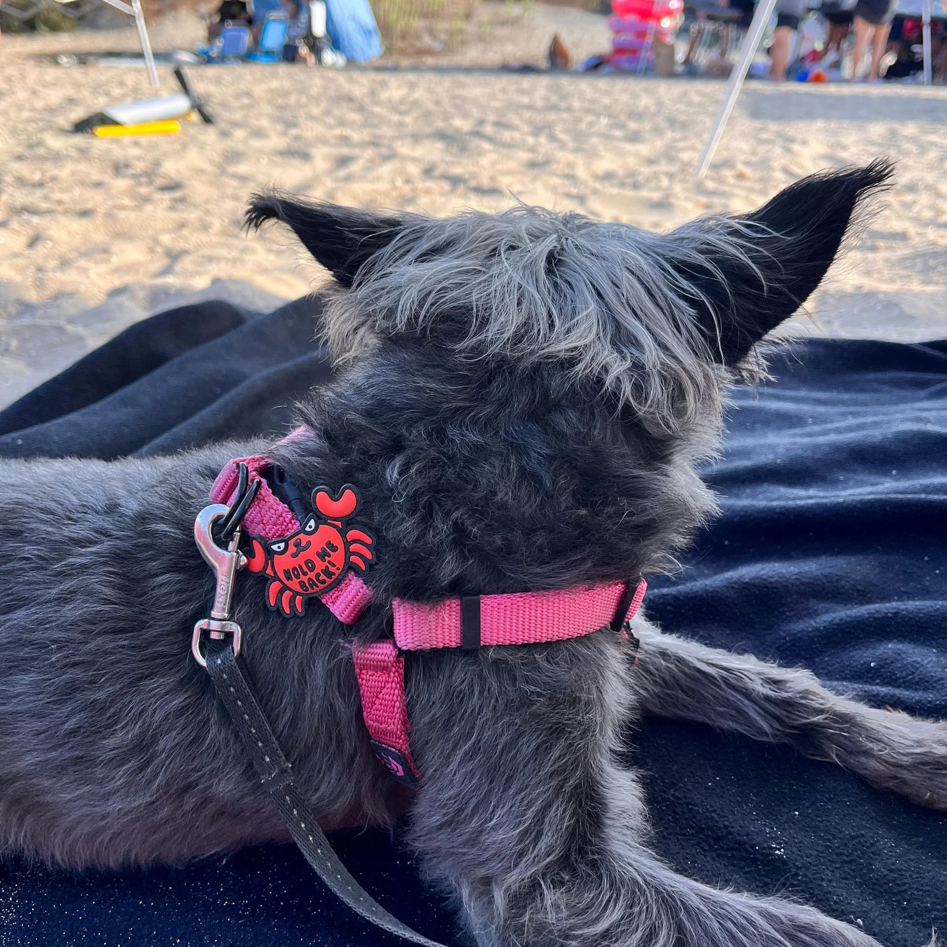 Crabby Jiby Dog Charm - Image 2