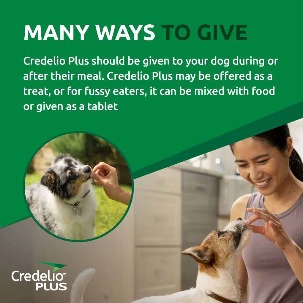 Credelio Plus Medium 5.5-11kg Orange - Image 7