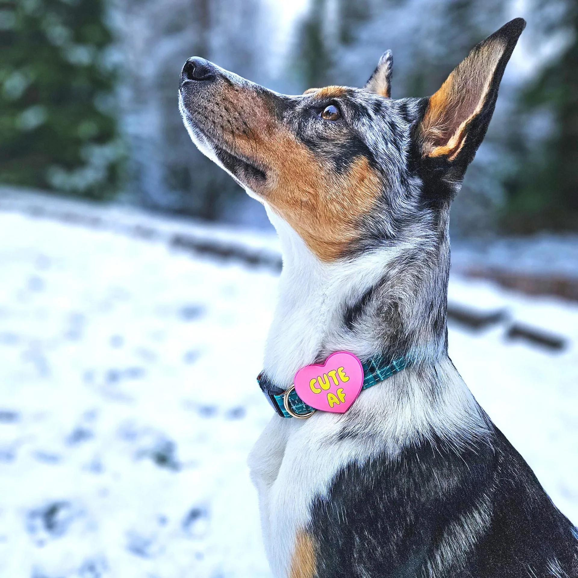 Cute AF Jiby Dog Charm - Image 5