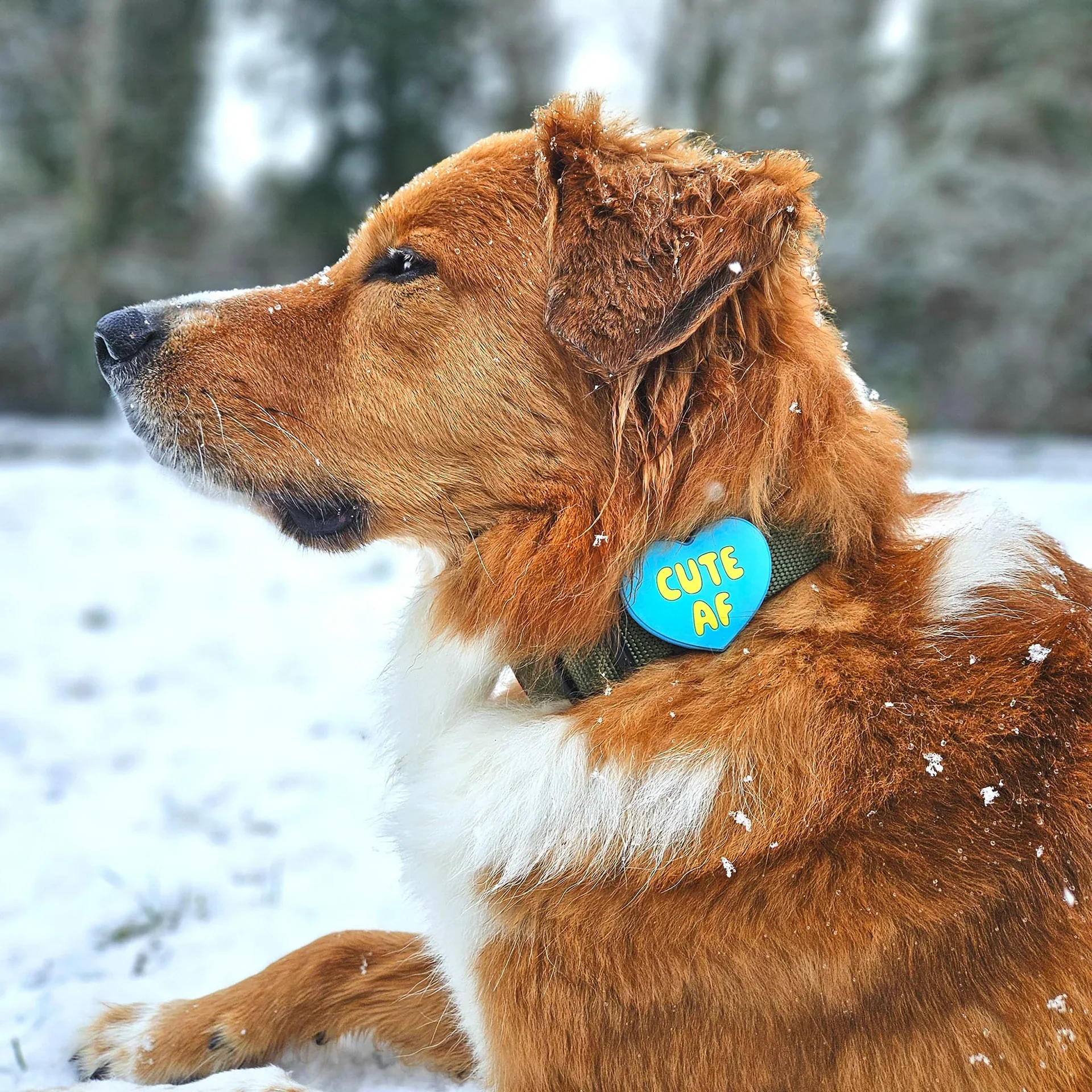 Cute AF Jiby Dog Charm - Image 6