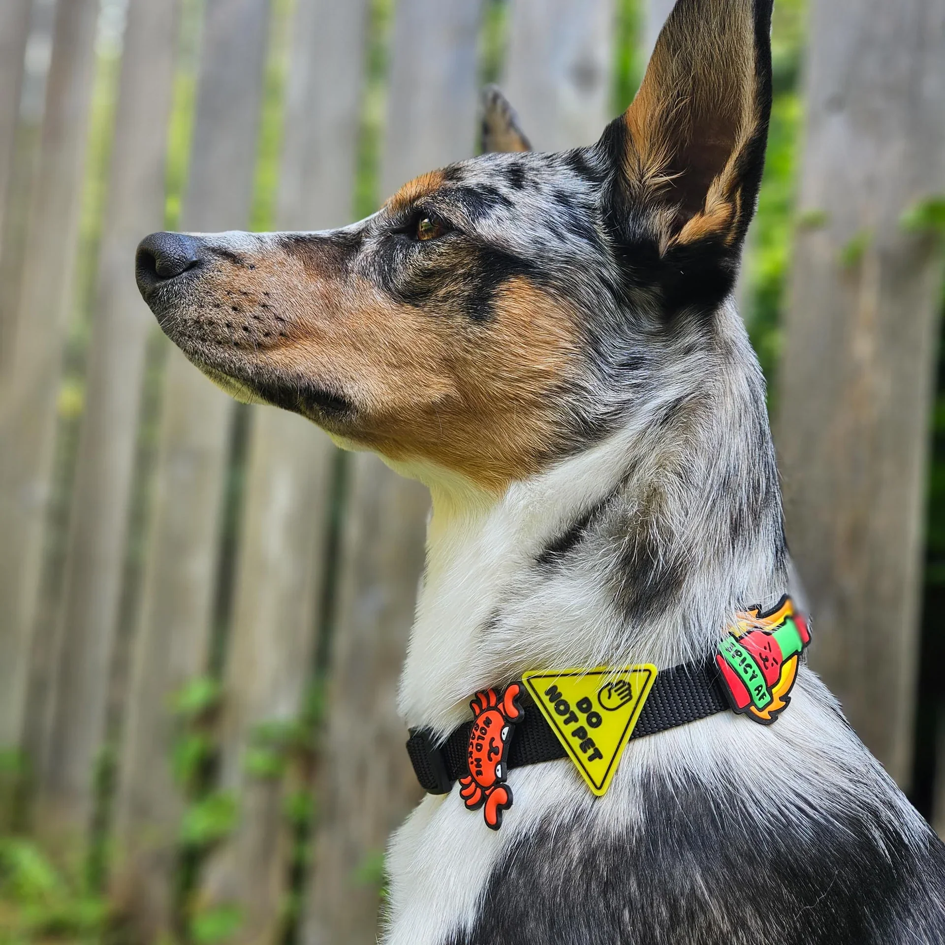 Do Not Pet Jiby Dog Charm - Image 2