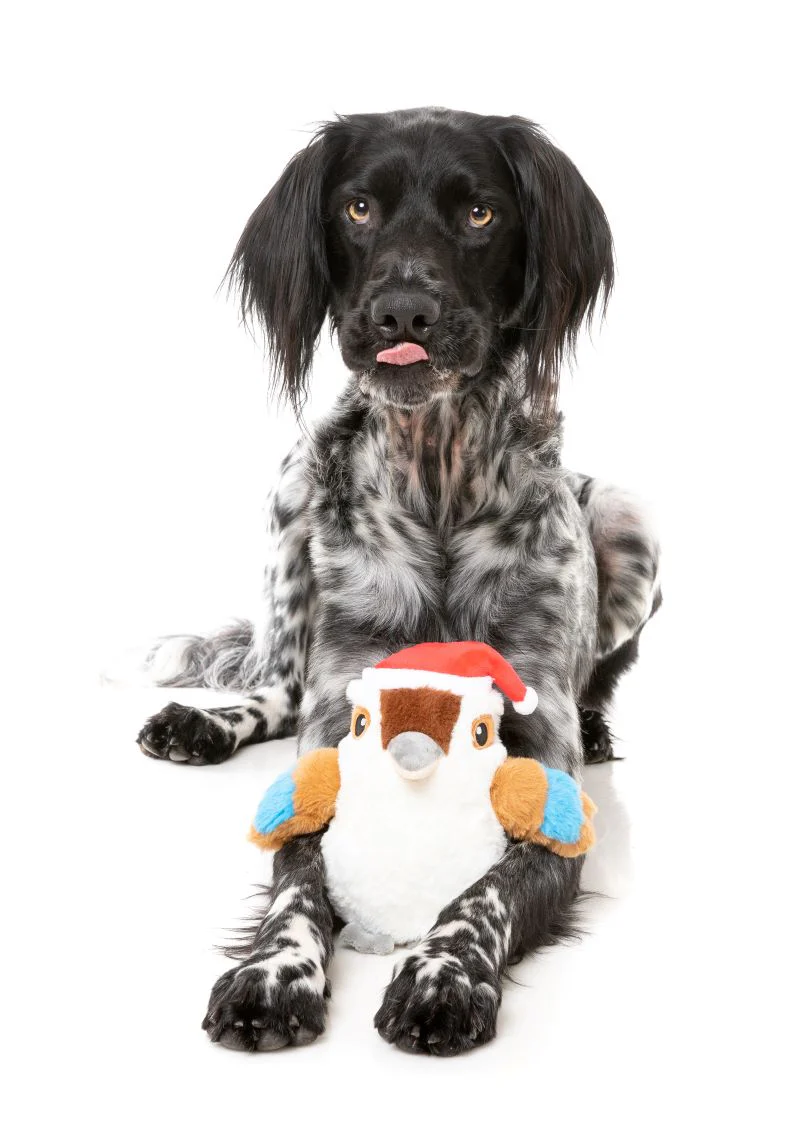 Fuzz Yard Ka-Tree-Na the Kookaburra - Dog Toy - Image 3