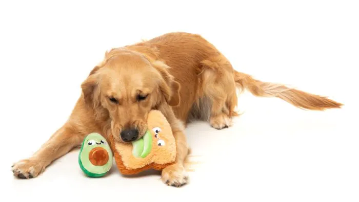FuzzYard Avocado & Toast 2pk - Dog Toy - Image 3