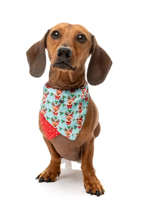 FuzzYard Christmas Bandana - Blitzen Blizzard - Image 3