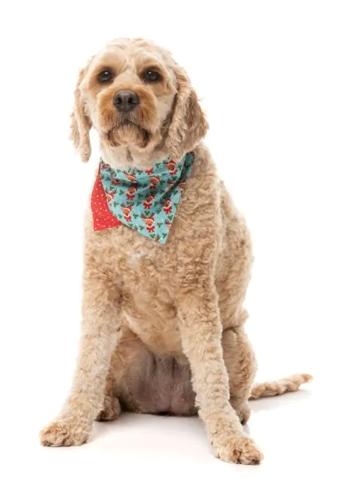 FuzzYard Christmas Bandana - Blitzen Blizzard - Image 4
