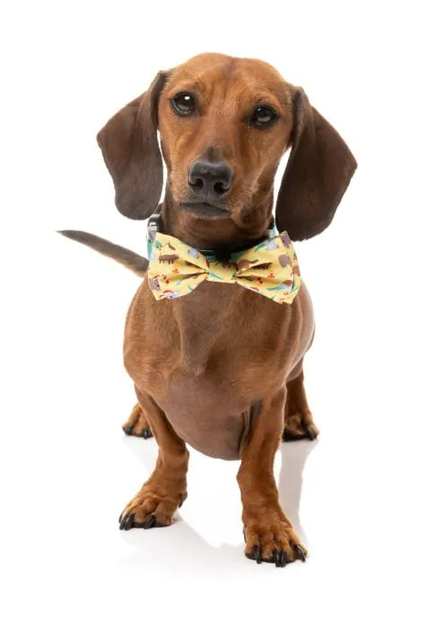 FuzzYard Christmas Bowtie - Outback Wonderland - Image 2