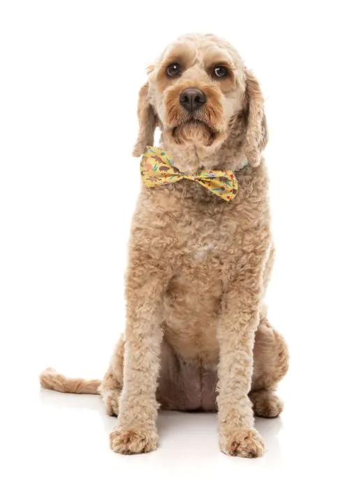 FuzzYard Christmas Bowtie - Outback Wonderland - Image 3