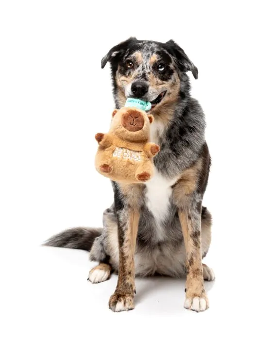 FuzzYard Dog Toy - Capy-ccino - Image 4