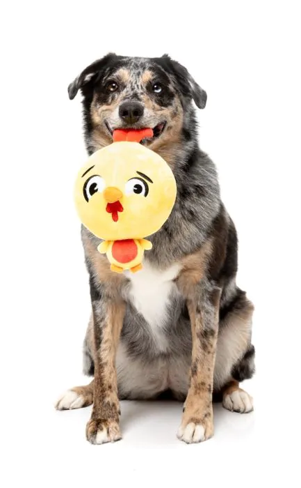 FuzzYard Dog Toy - Hen Diesel - Image 4