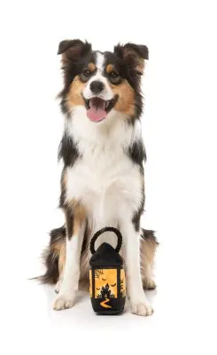 FuzzYard Halloween Dog Toy Eerie Light Up Lantern - Image 4