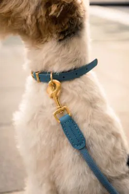 FuzzYard Life Atelier Dog Collar - French Blue - Image 4