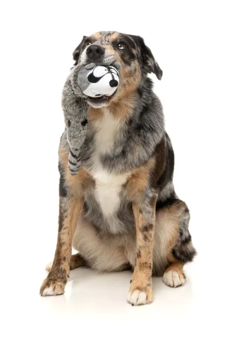 FuzzYard Run Along Raccoon - Dog Toy - Image 3