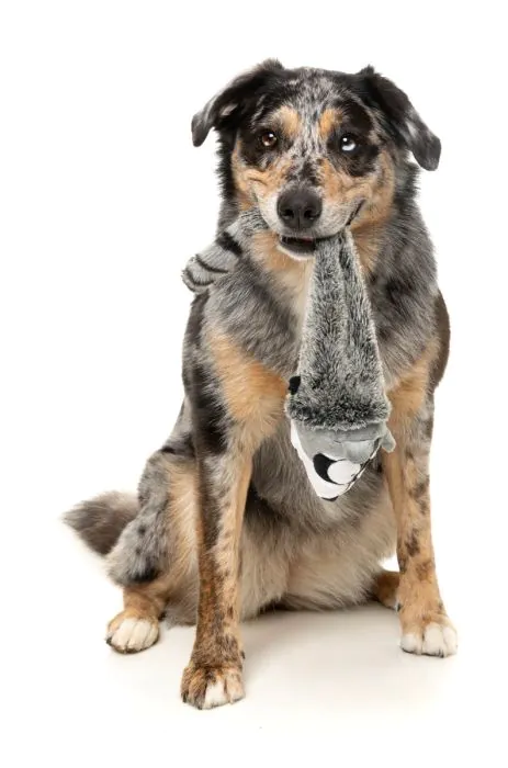 FuzzYard Run Along Raccoon - Dog Toy - Image 4