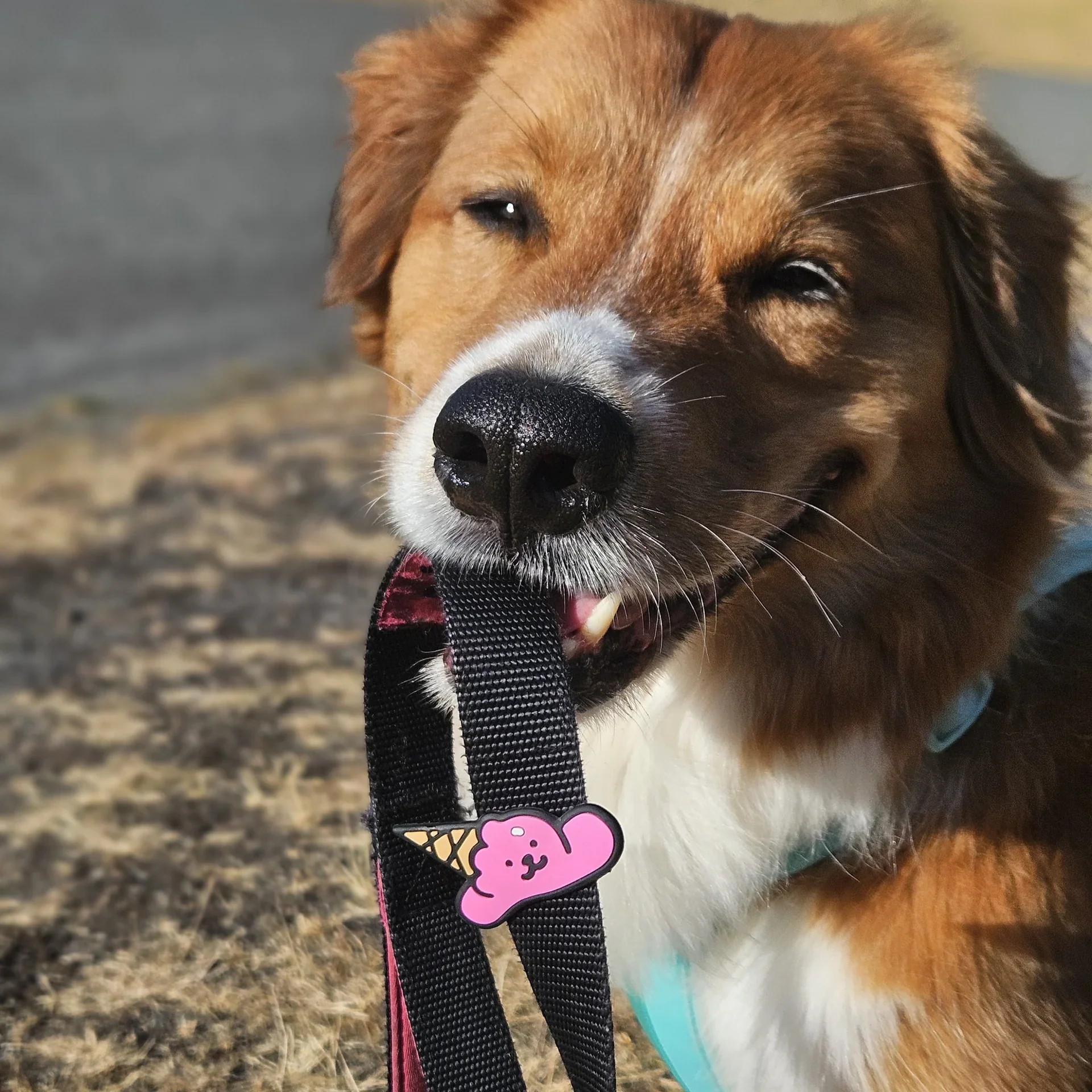 Ice-Cream Jiby Dog Charm - Image 2