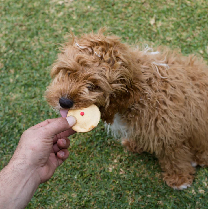 Kazoo Barney's Barkery Meat Pie - Image 2
