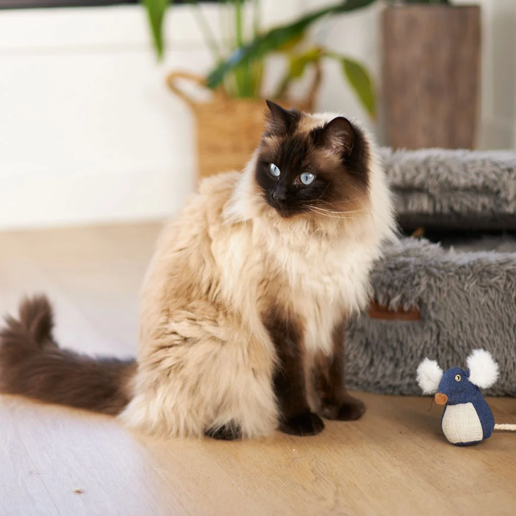 Kazoo Big Ears Mouse Cat Toy - Image 4