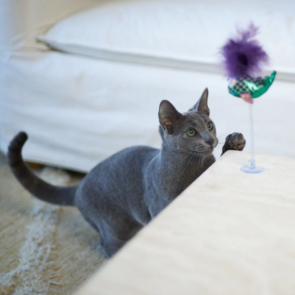Kazoo Bouncy Fish Cat Toy - Image 2