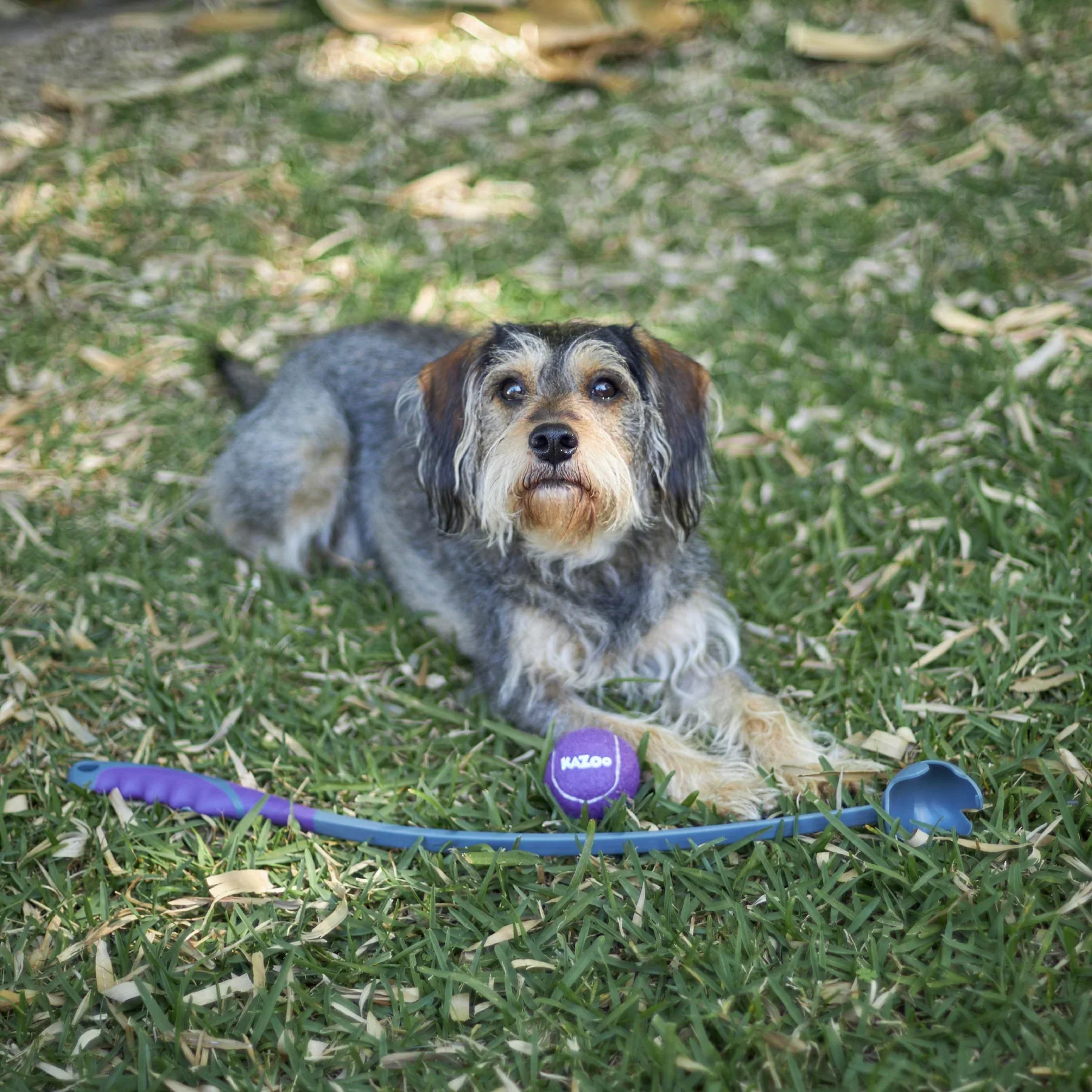 Kazoo Eco-Friendly Ball Thrower - Image 2