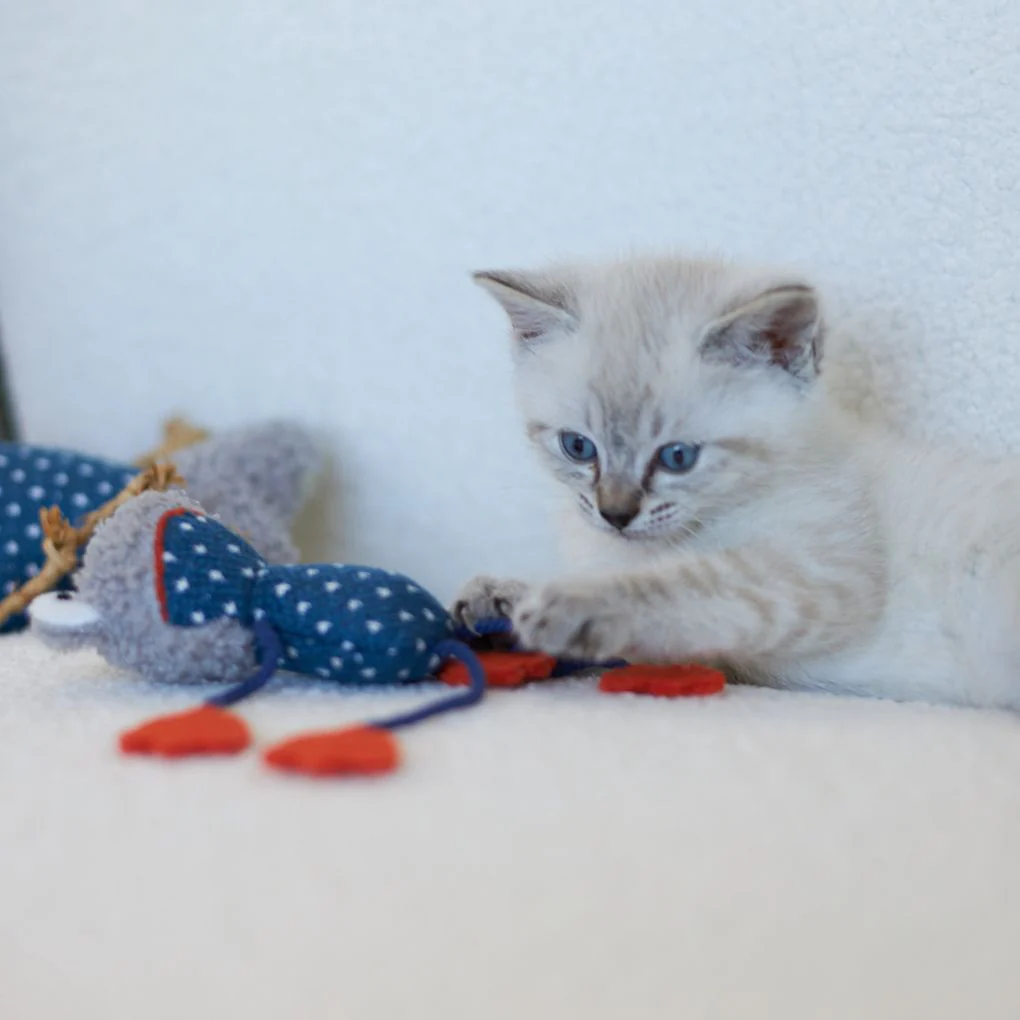 Kazoo Floppy Frog Cat Toy - Image 3