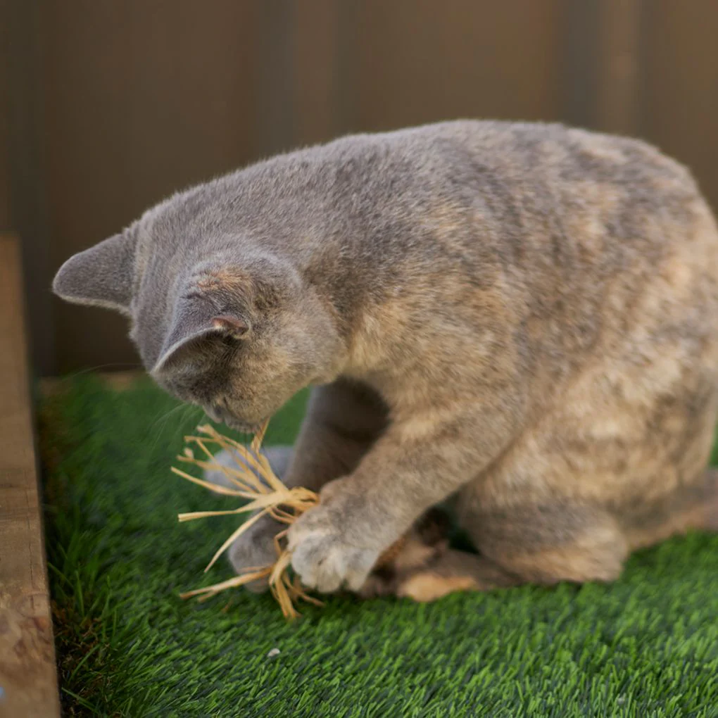 Kazoo Hooty Owl Cat Toy - Image 4