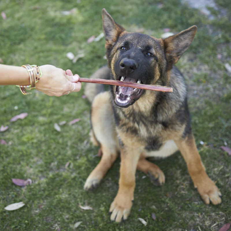 Kazoo Prime Cuts Beef Bully Stick 15cm 6pk - Image 3