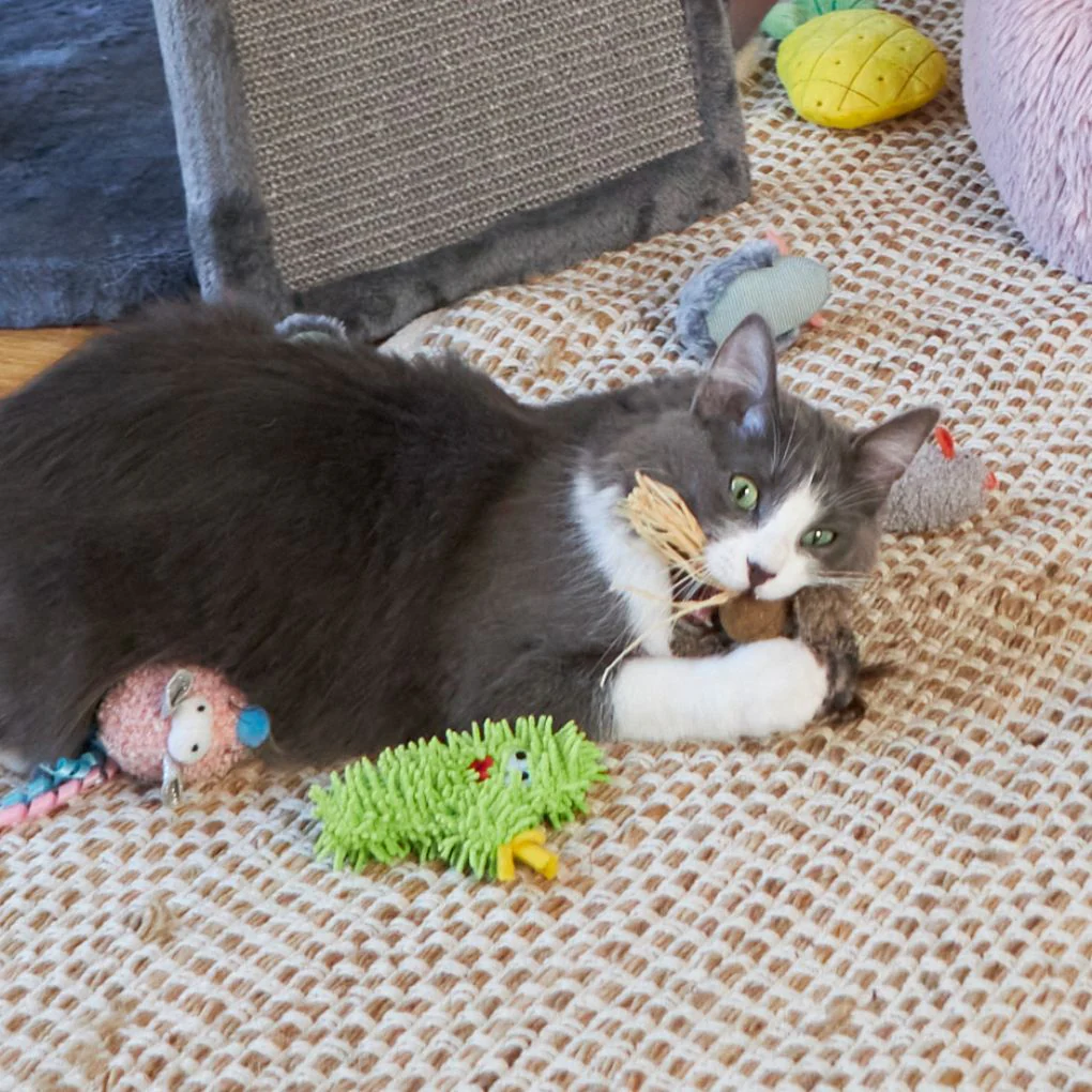 Kazoo Scruffy Cactus Cat Toy - Image 3