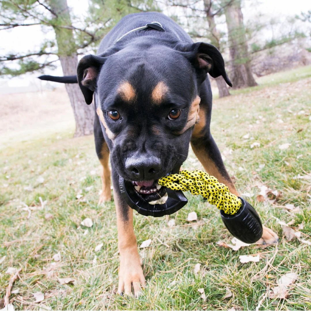 KONG Jaxx Braided Tug Tough Dog Toy - Image 3