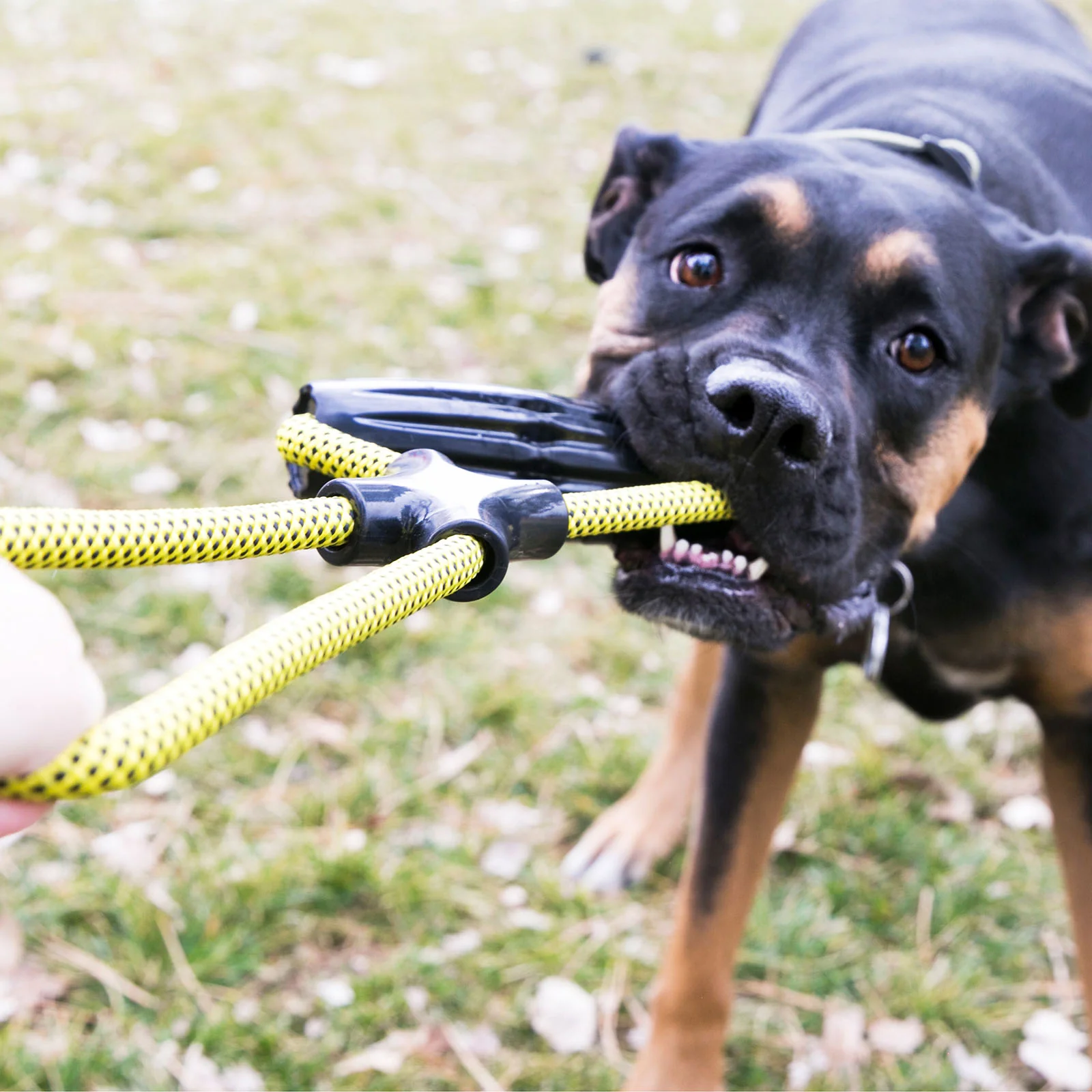 KONG Jaxx Infinity Tug Dog Toy - Image 2