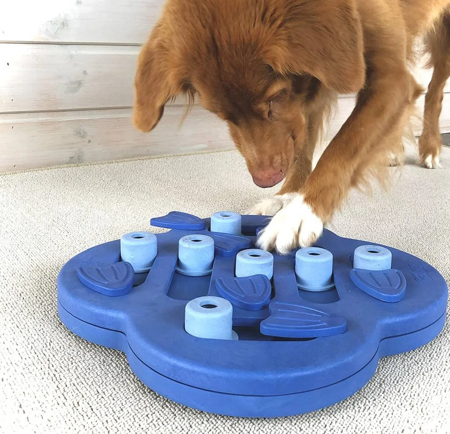Nina Ottosson Hide and Slide Puzzle For Dogs - Image 4