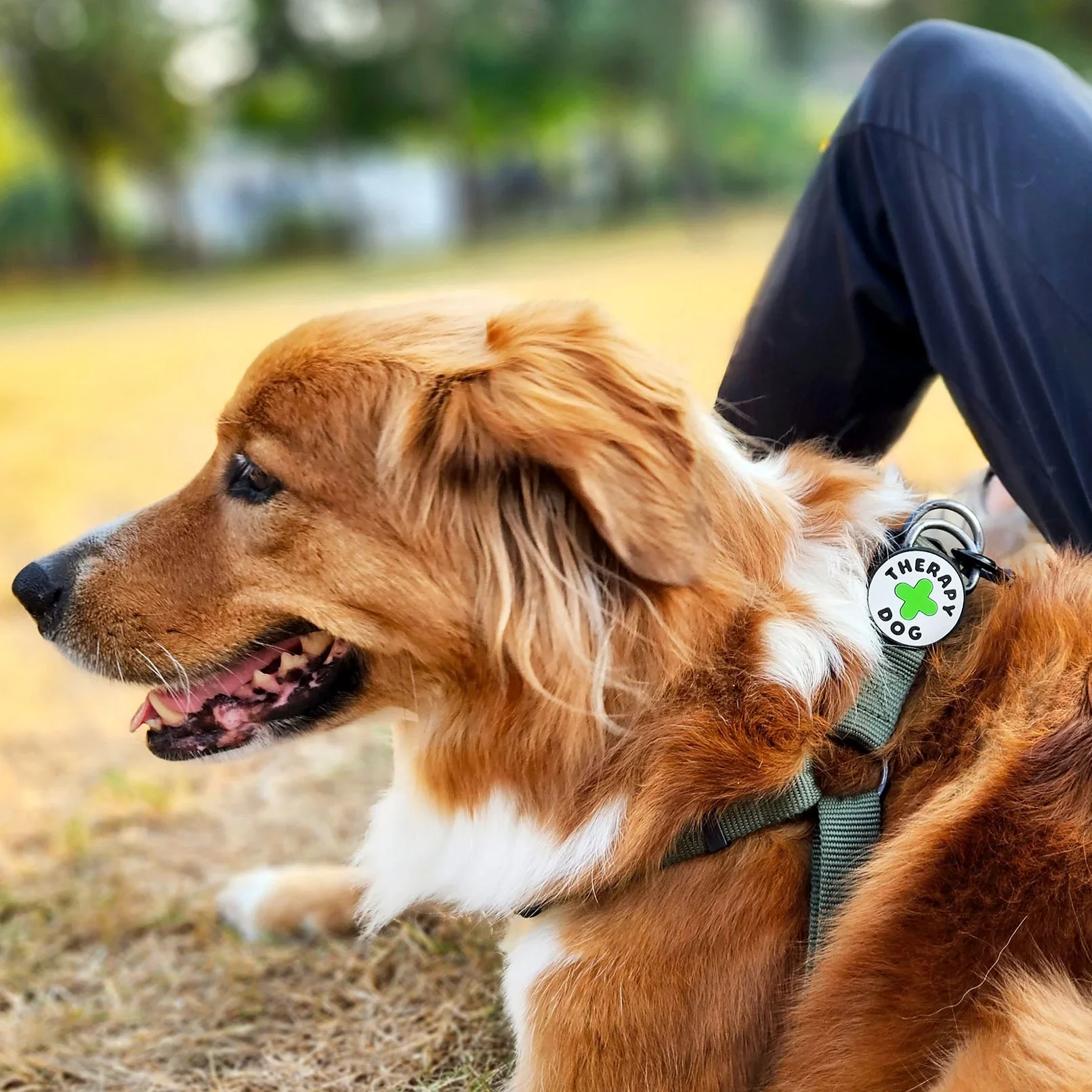 Therapy Dog Jiby Dog Charm - Image 2