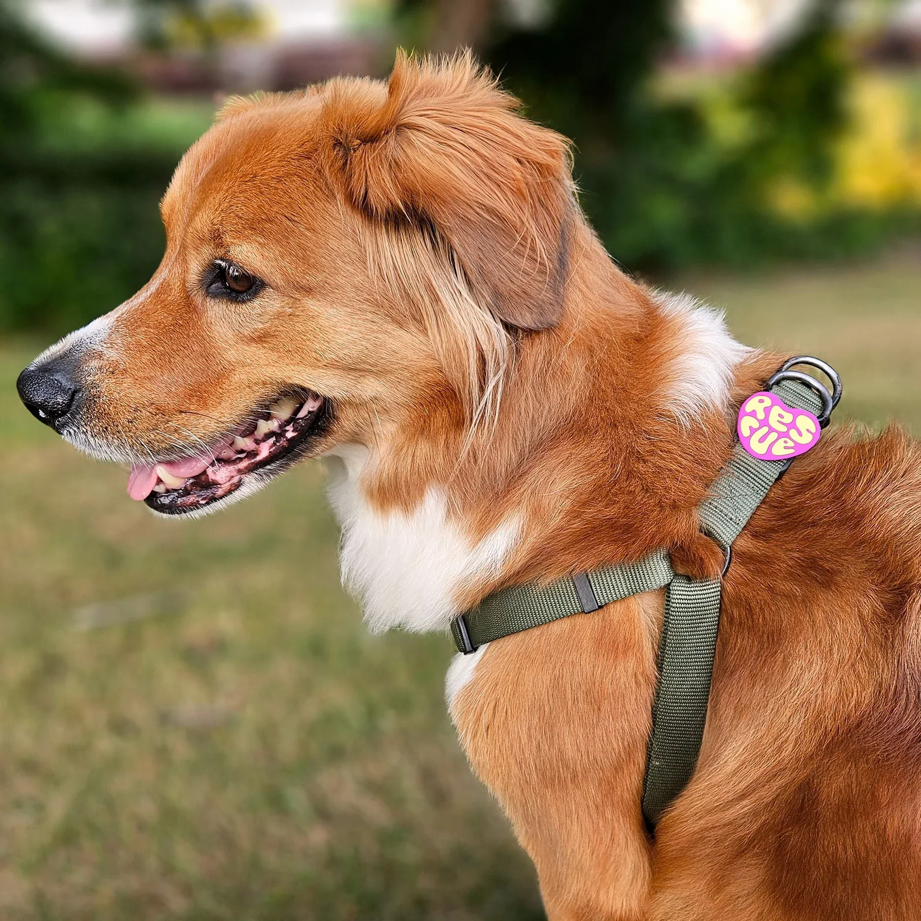 Rescue Jiby Dog Charm - Image 5