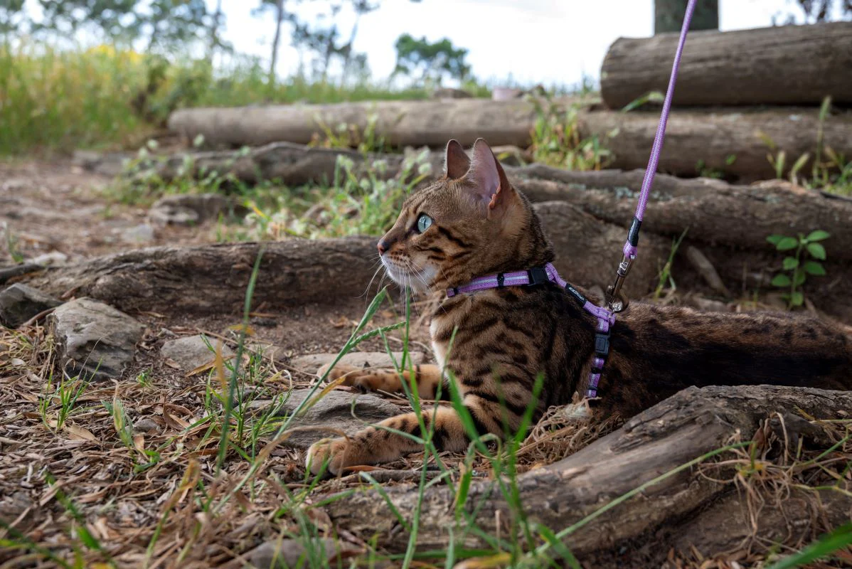 Rogz Alleycat Harness and Lead Set Lilac - Image 2