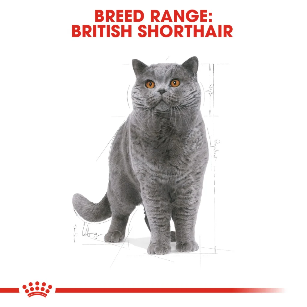 Royal Canin British Shorthair - Image 7