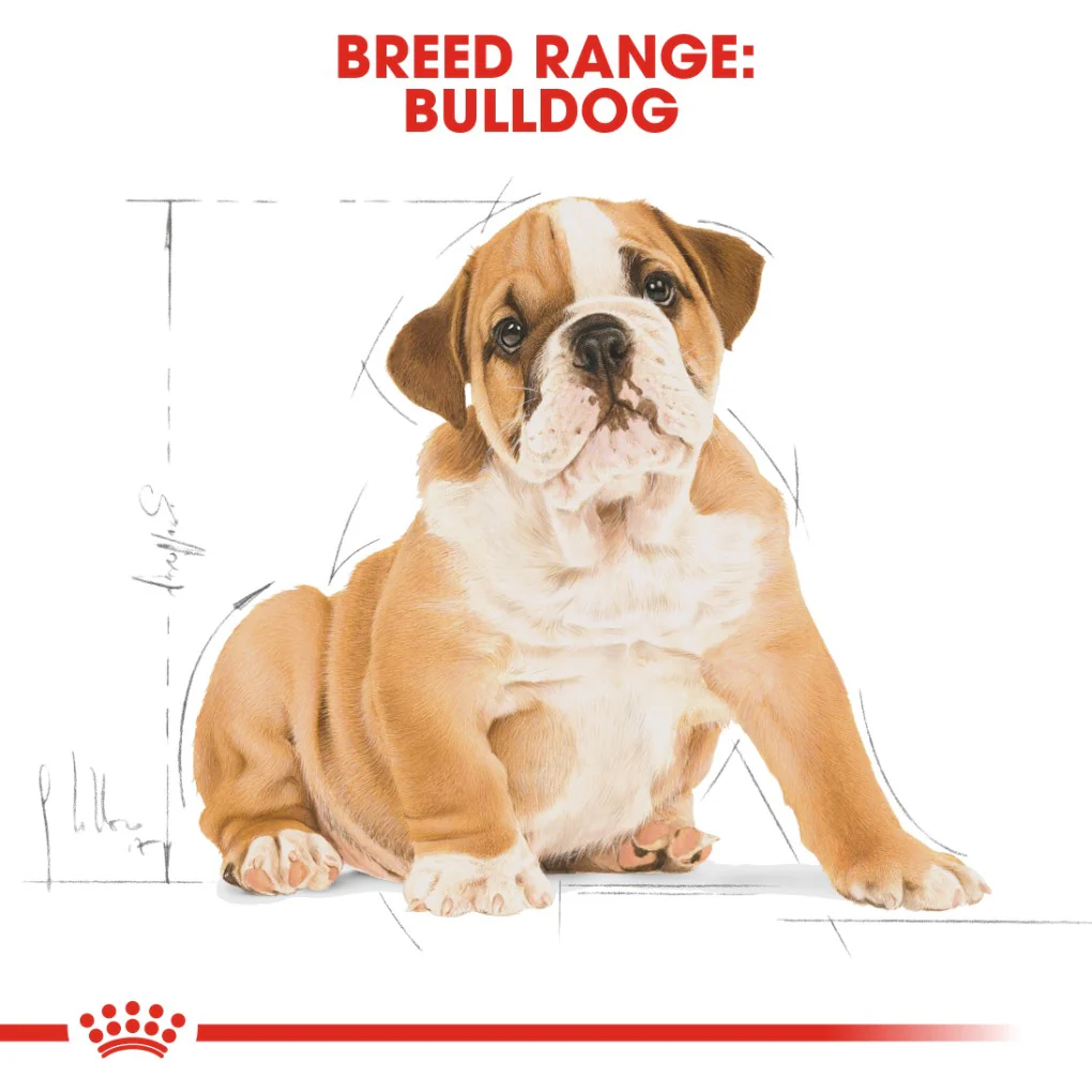 Royal Canin Bulldog Puppy 12kg - Image 7