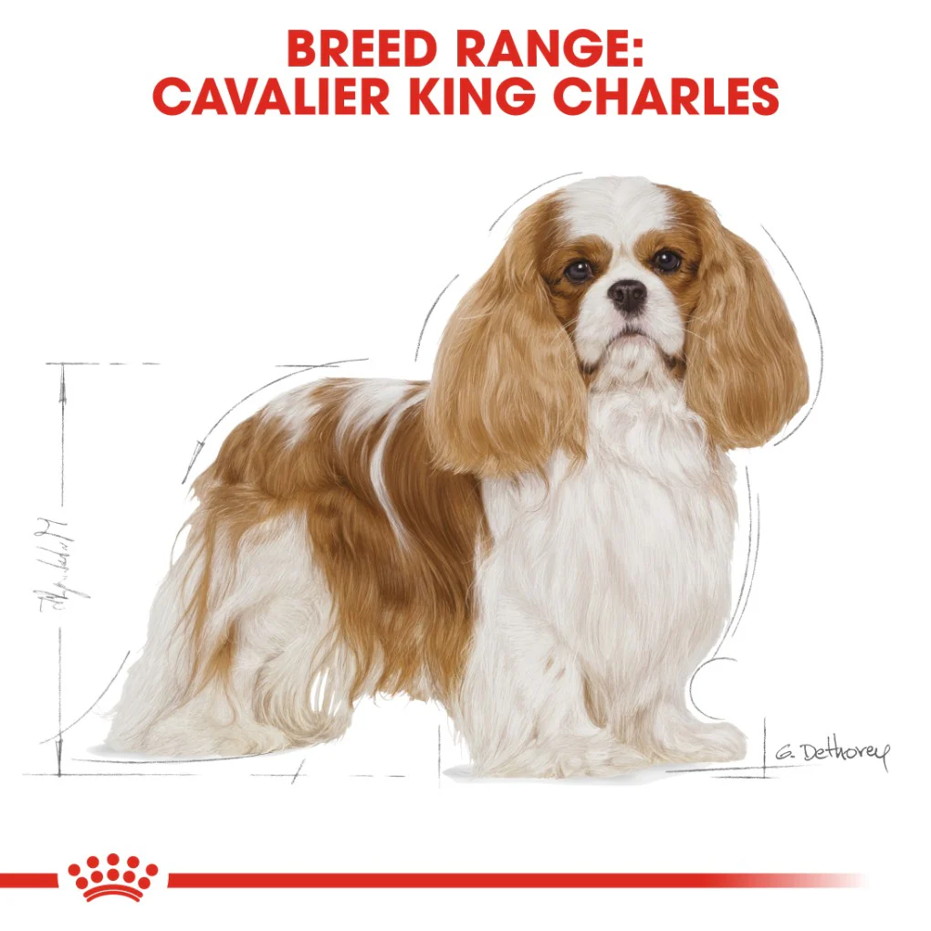 Royal Canin Cavalier King Charles Adult - Image 6