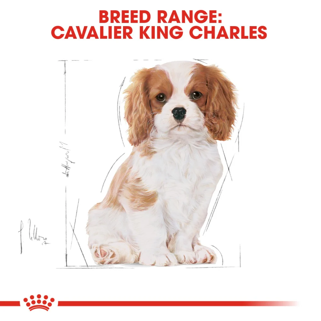 Royal Canin Cavalier King Charles Puppy 1.5kg - Image 7