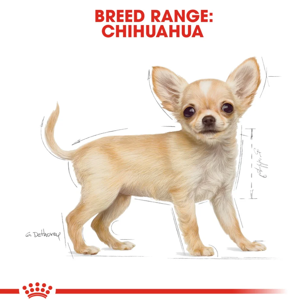 Royal Canin Chihuahua Puppy 1.5kg - Image 7