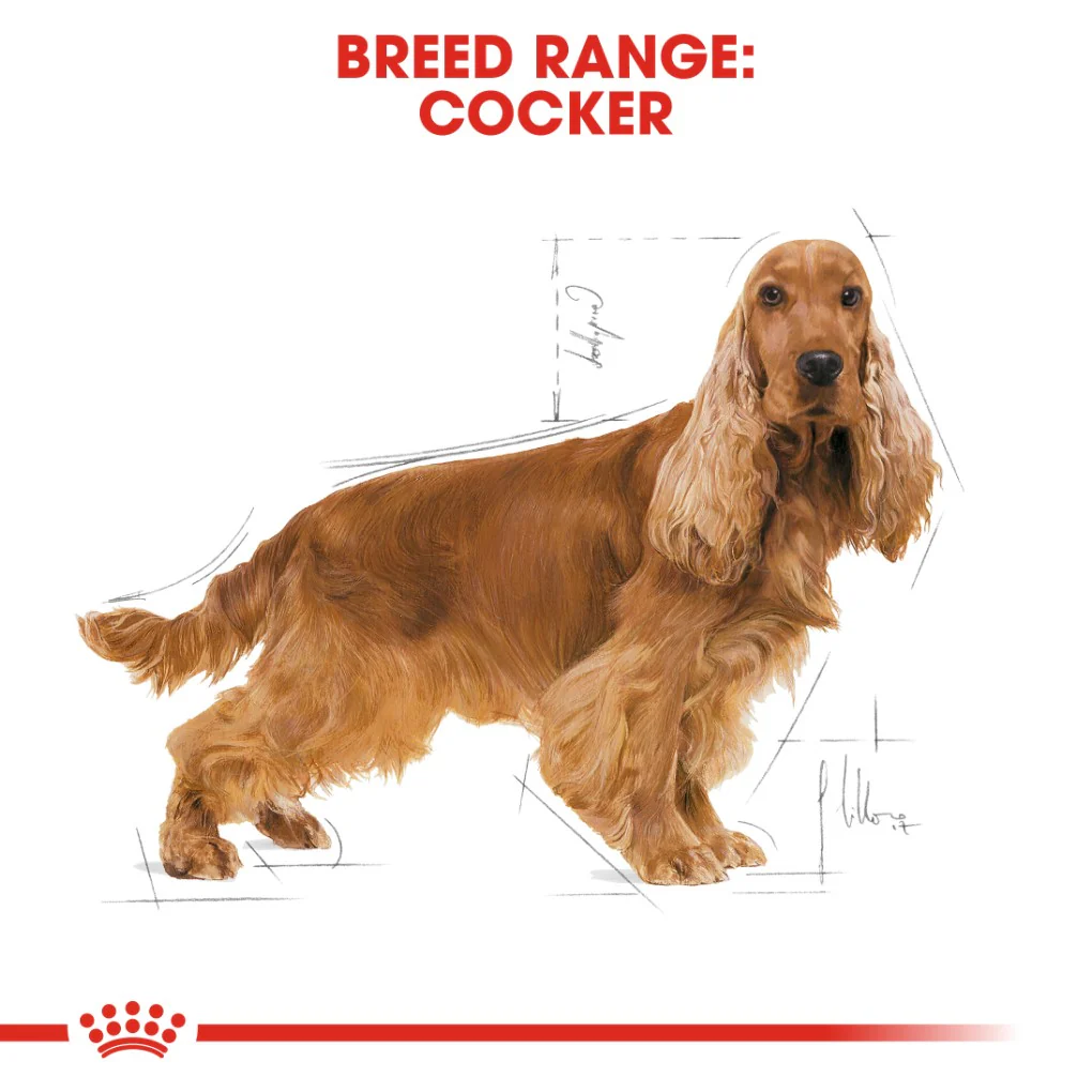 Royal Canin Cocker Spaniel Adult - Image 6