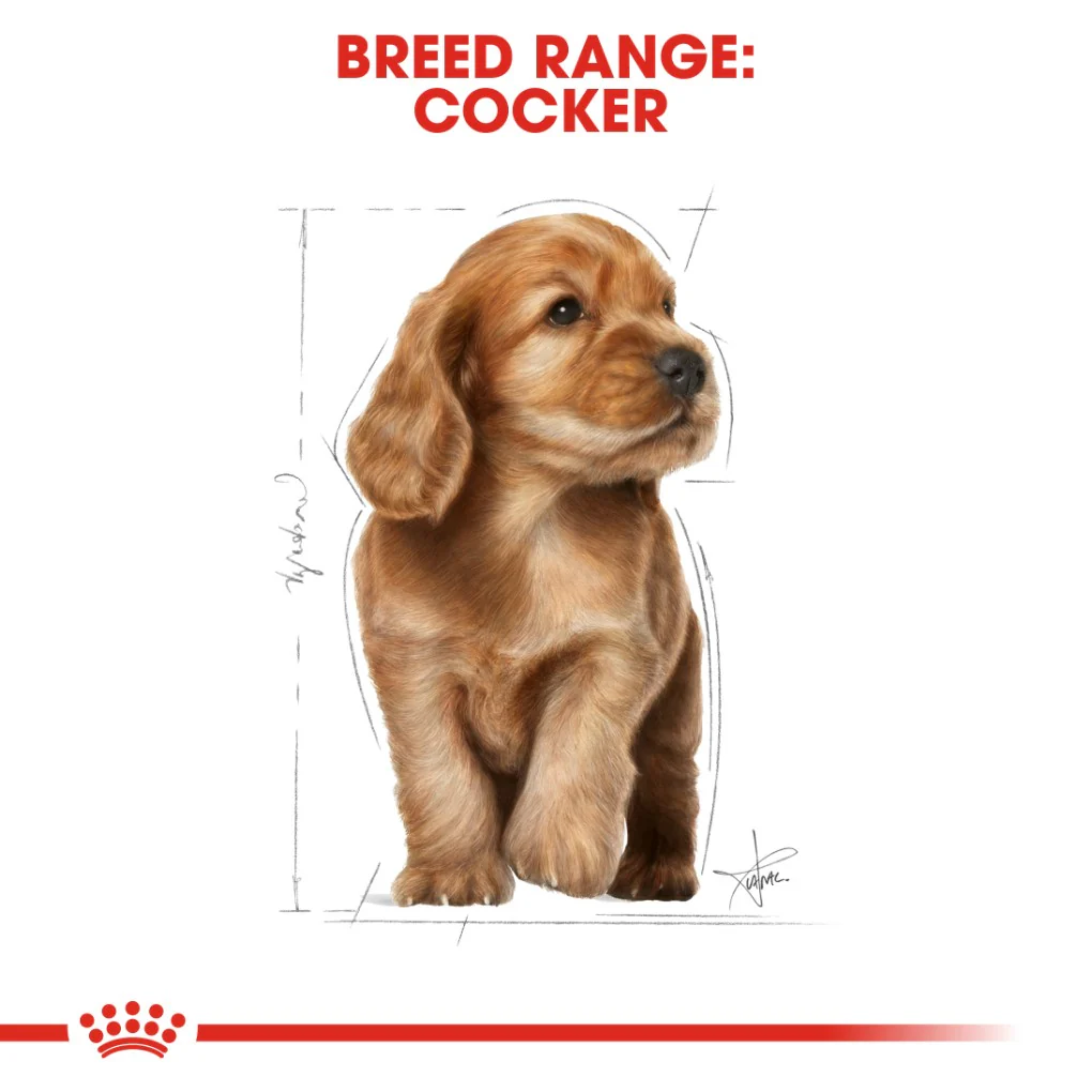 Royal Canin Cocker Spaniel Puppy 3kg - Image 7