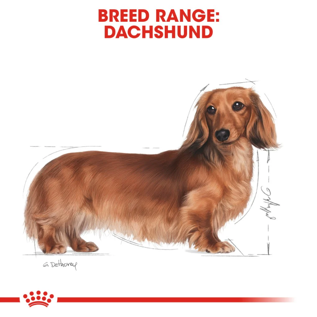 Royal Canin Dachshund Pouches - Image 6