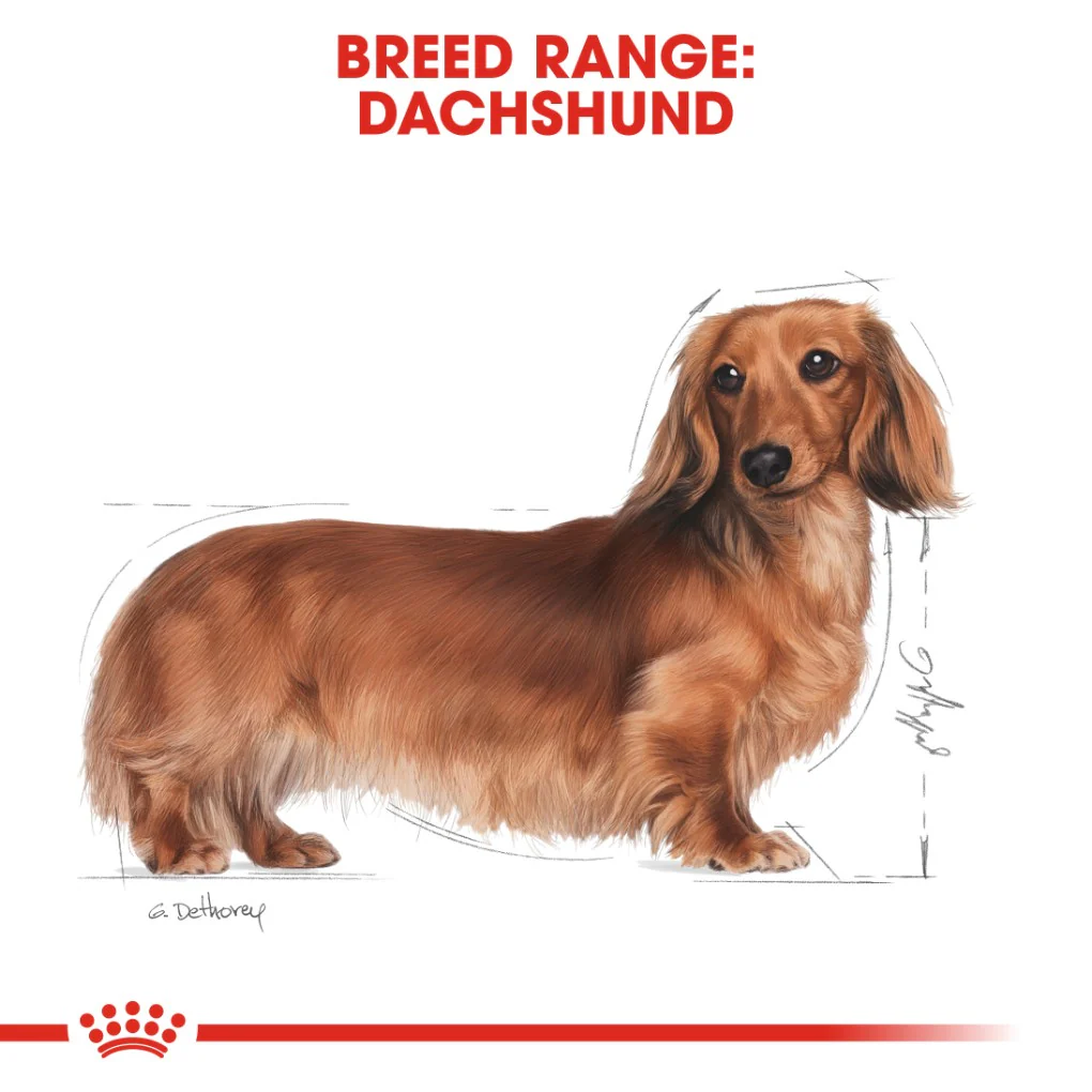 Royal Canin Dachshund Adult - Image 6