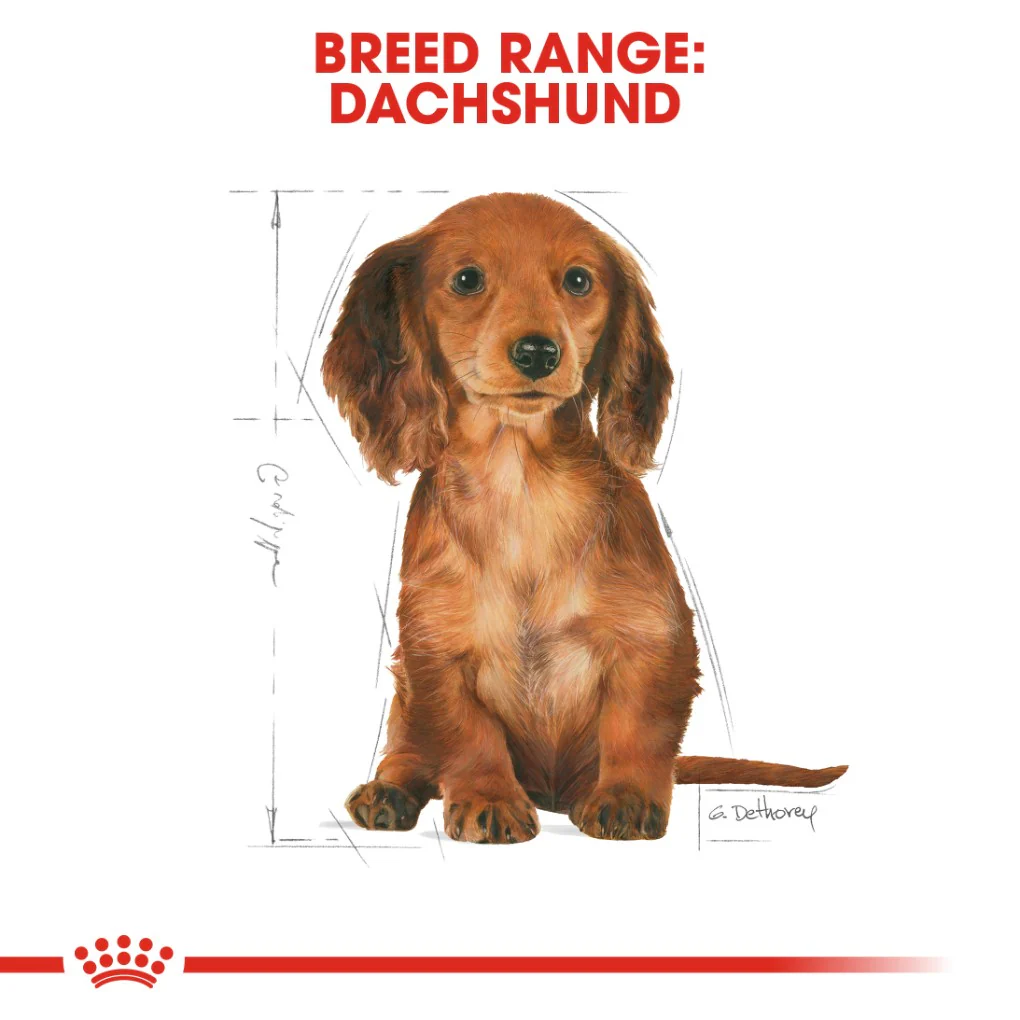 Royal Canin Dachshund Puppy 1.5kg - Image 7